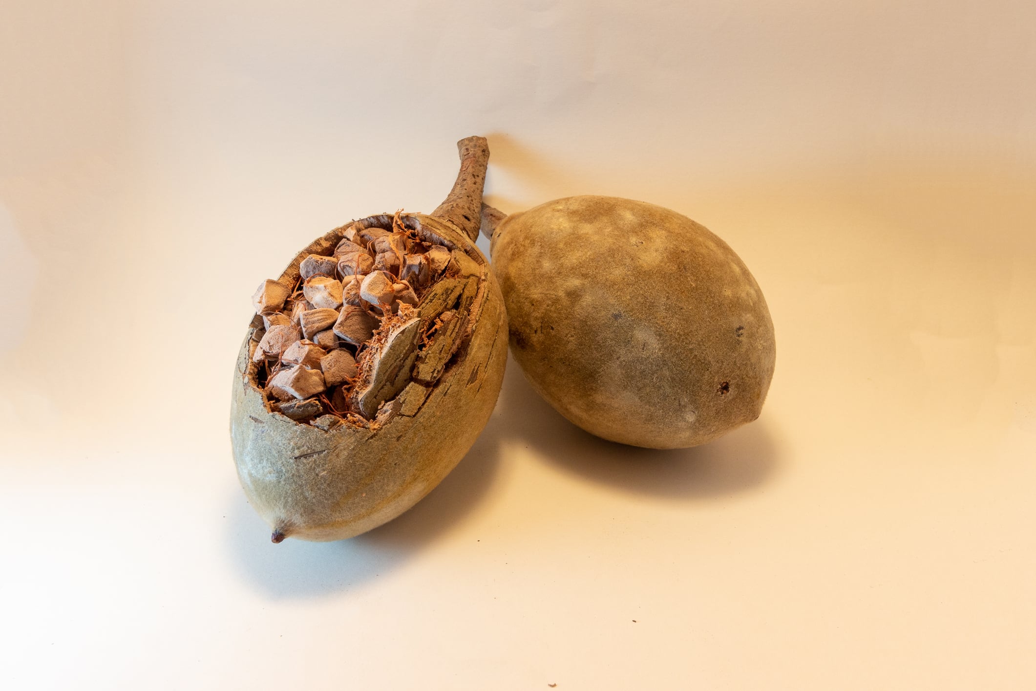 Cracked Baobab Fruit (Adansonia digitata), Exposing Tangy Pulp of the African Superfruit