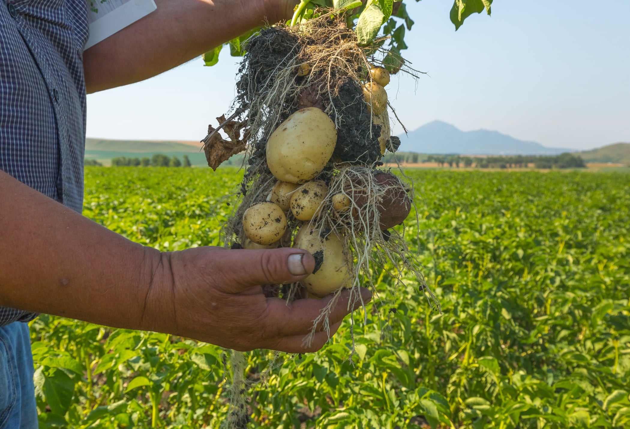 Potatoes and farmer's hands