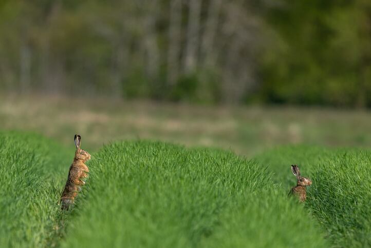 Food-giants-at-risk-of-greenwashing-over-regenerative-agricultural-practices-report-warns.jpg