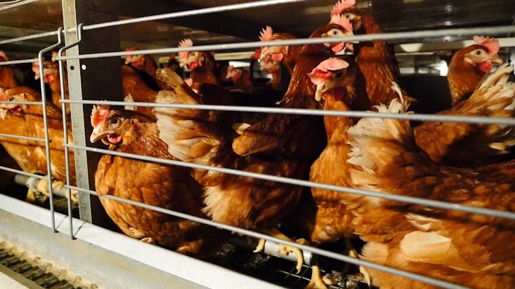 Hens in enriched cage