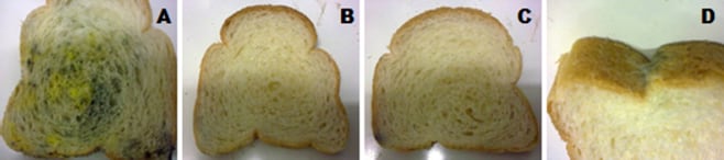 Mycelia-of-Molds-on-the-Surface-of-Bread-Slices-Packaged-Alongside-with-Sachets-Containing-0-A-5-B-10-C-and-15-D-of-Oregano-Essential-Oil.png