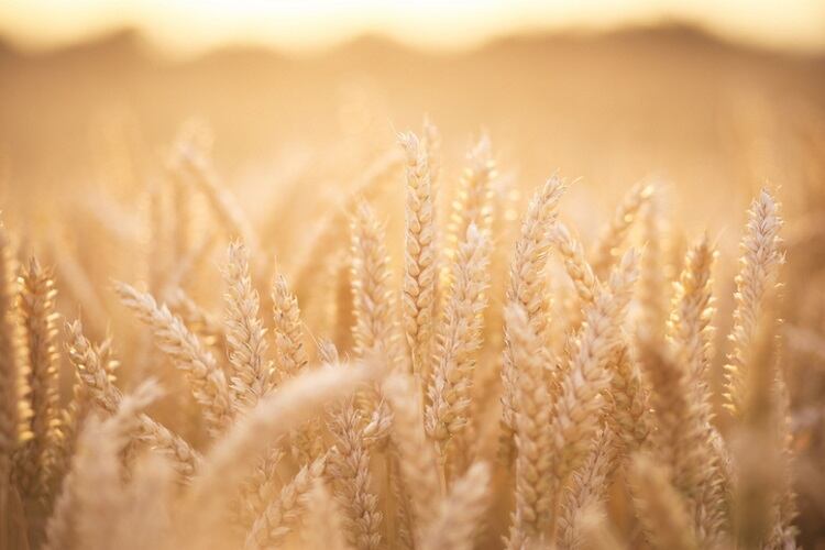 Mondelēz leverages emerging technology to track Triscuit wheat from fields to bakery