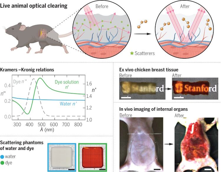 mouse-experiment-Copy.jpg