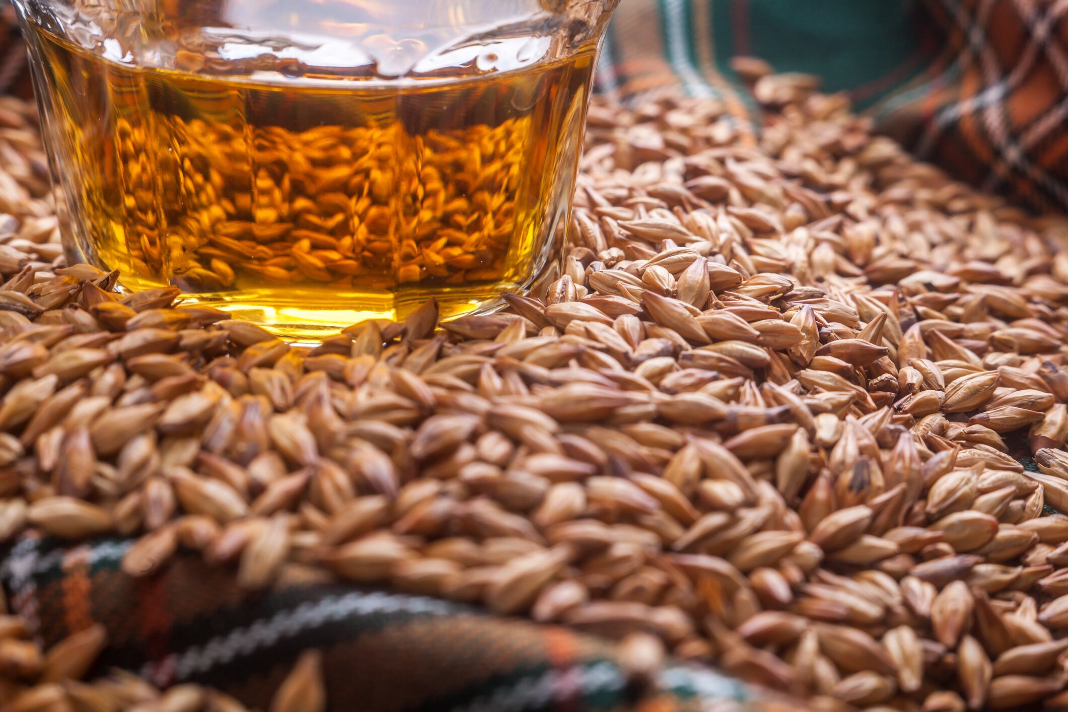 Making-whisky-future-proof-Scientists-identify-drought-resistant-gene-in-barley.jpg
