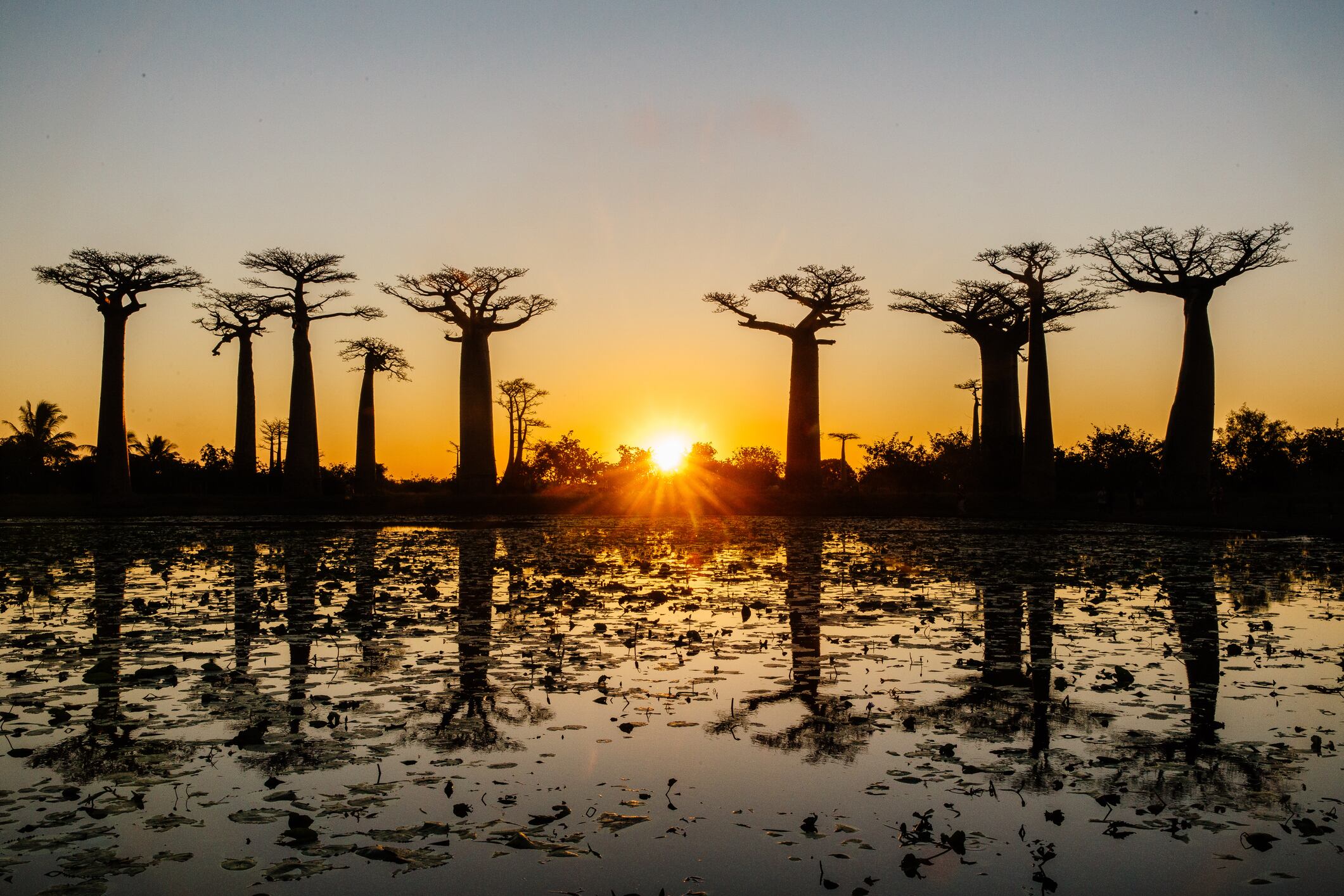 Baobab trees