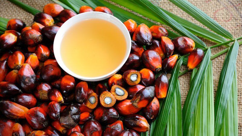 Palm oil attacks? Why EU’s latest sustainability plans risk alienating Indonesia amid free trade talks