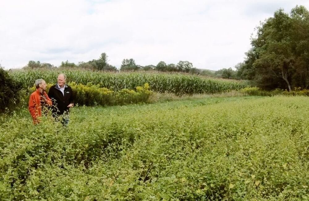 Big Bold Health brings in first crop of organic Tartary buckwheat