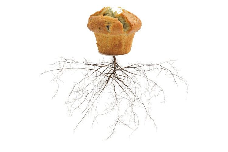 Muffin-with-roots-Alasdair-James-brainmaster.jpg