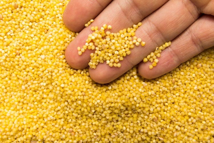 Call to action: FAO places nutrient-rich millets center stage to boost global innovation