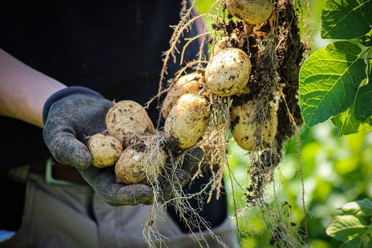 'Potatoes with purpose': First carbon neutral spud produced for UK market
