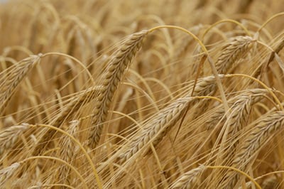 The-beta-glucan-content-of-barley-has-generated-interest.jpg