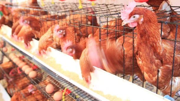 Caged hens
