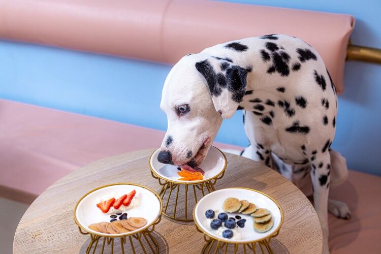 Don’t forget your pup on Pancake Day