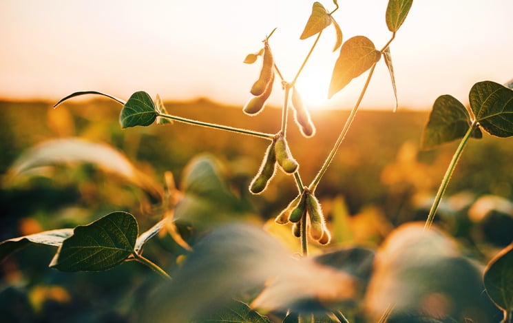UK ‘centre of excellence’ targets food security and climate resilience: 'This is the most critical issue facing the world today'