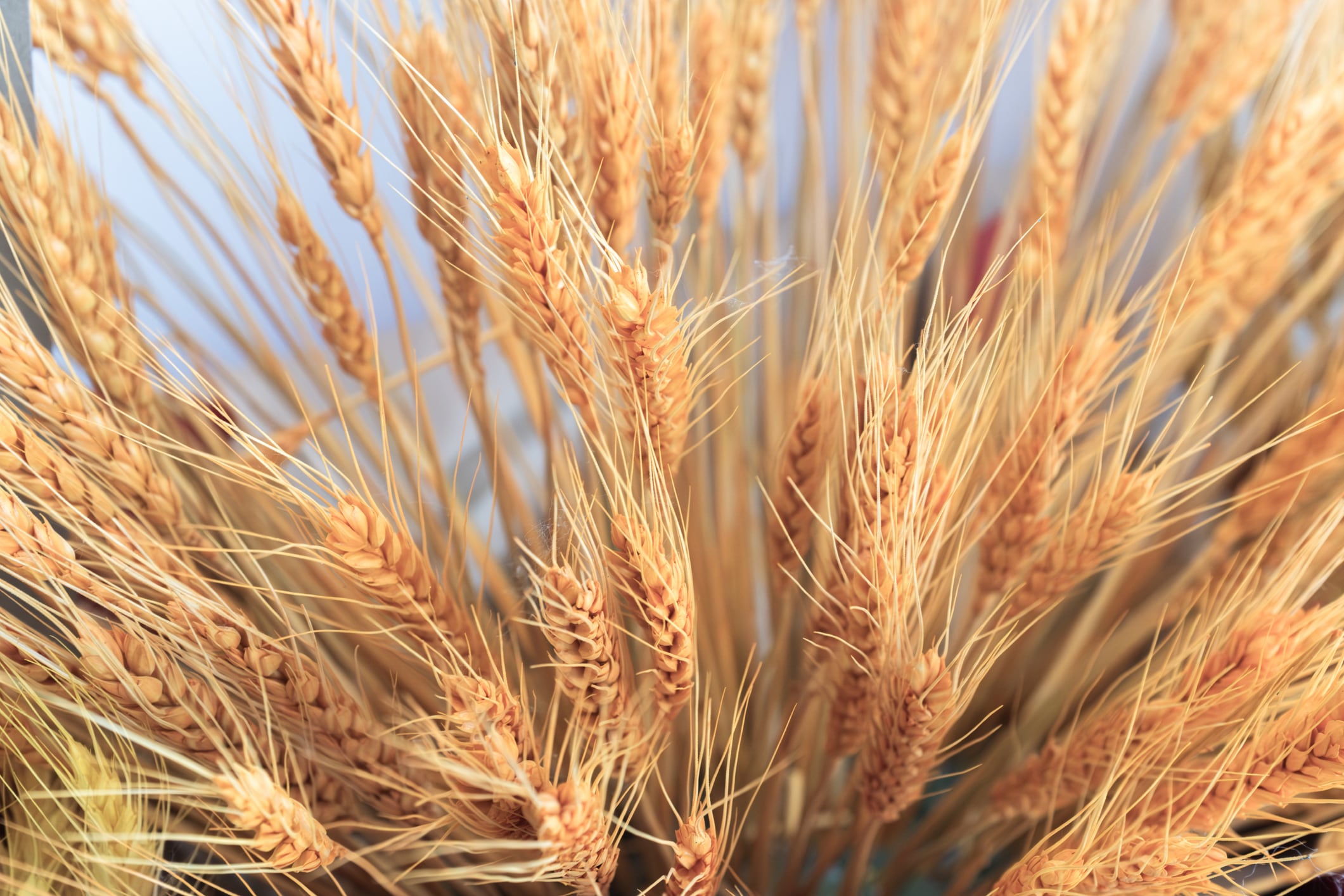 Researchers investigated a different path for cellulose fibre manufacture, by using waste products from agriculture