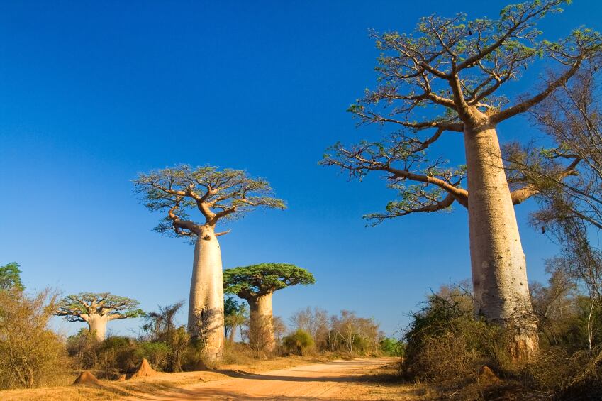 baobab-trees.jpg