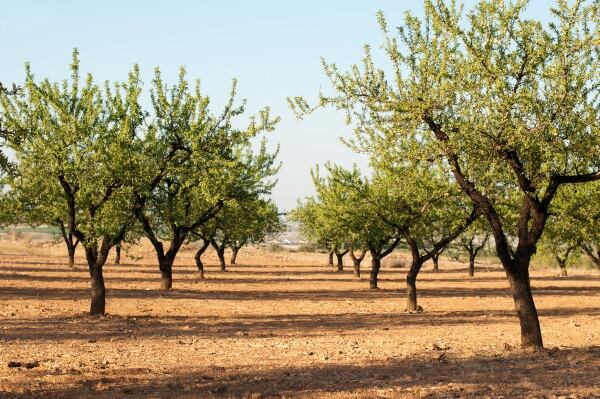 almond-platation-deyangeorgiev.jpg
