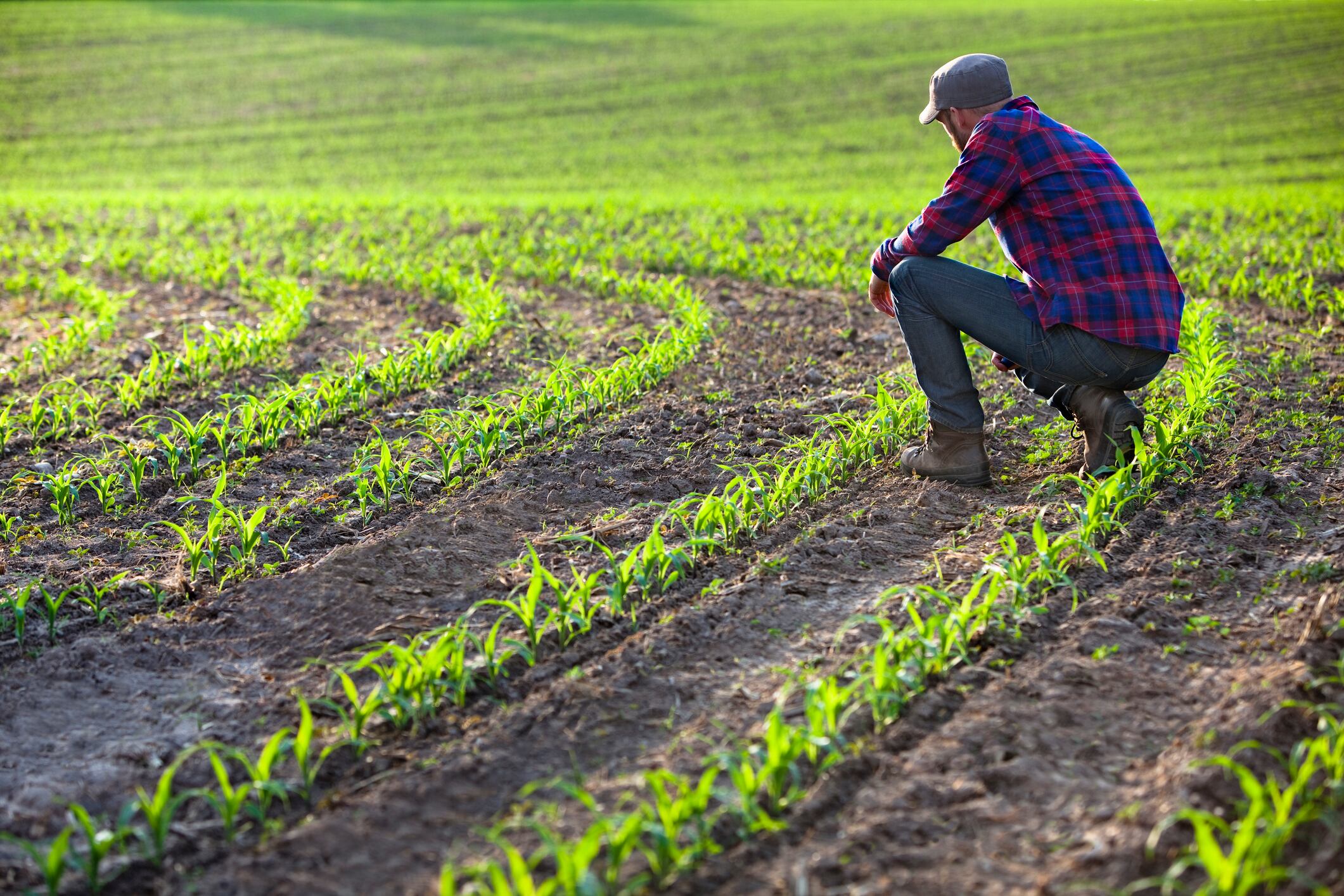 The grants range in size from $10,000 to $10 million and include a broad range of topics, including equitable purchasing, climate change, animal and plant safety, nutrition, bioenergy and technology.