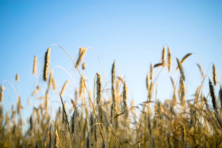Barley-GettyImages-Terrababy.jpg