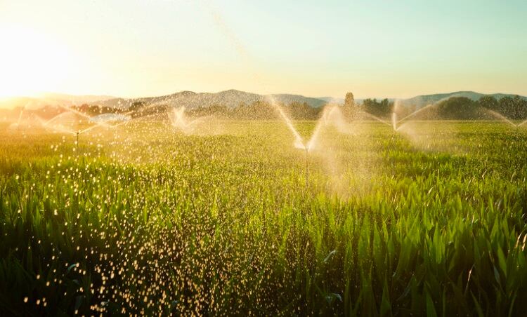 Watering-a-cornfield-Kathrin-Ziegler.jpg