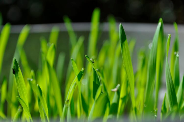 Real-Bread-wheat_shoots_apr2011_chris-young-15-1.jpg