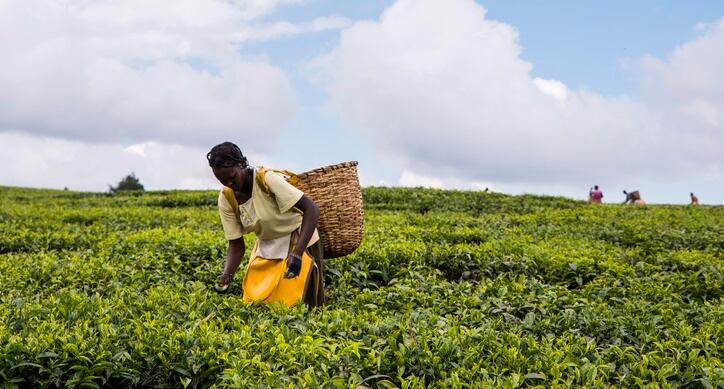 Tea plantations