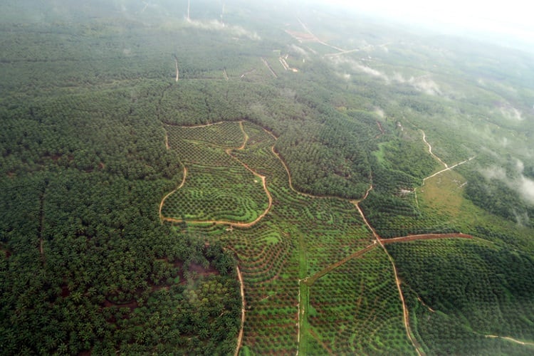 Nestlé will miss 2020 deforestation goals