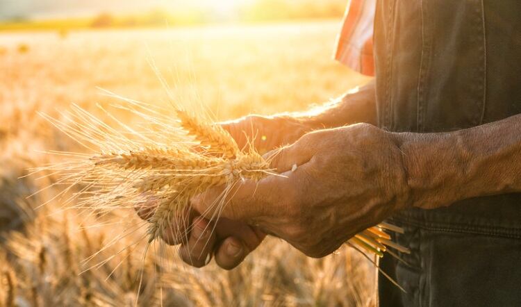 Farmer-touching-wheat-valentinrussanov.jpg