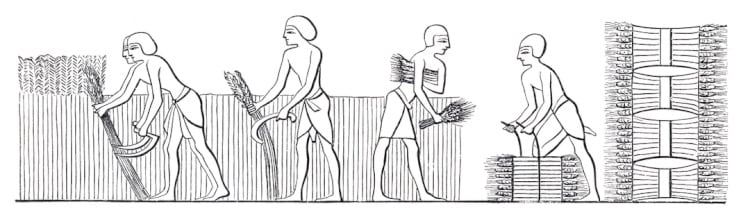 Egyptians-harvesting-ancient-wheat-Getty-Grafissimo.jpg