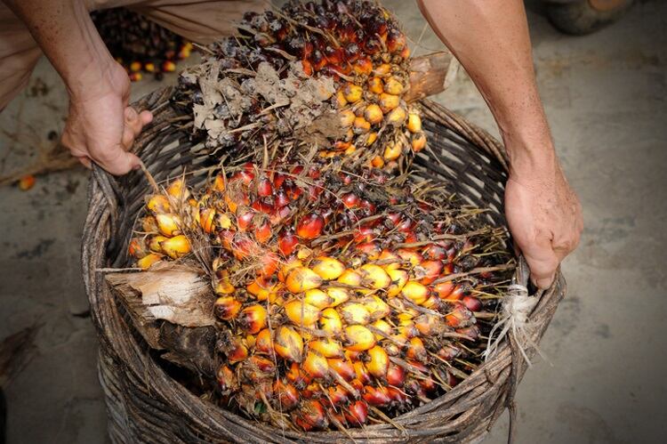 General Mills joins Musim Mas to tackle deforestation in Indonesia with on-the-ground activities aimed at smallholders