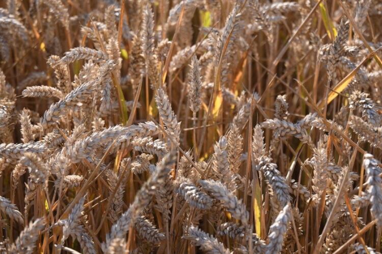 ‘Out of control’ durum wheat market expected to cause pasta shortage
