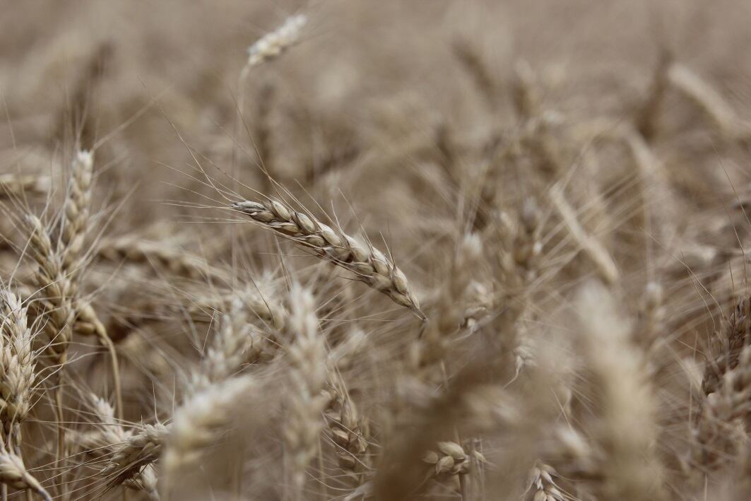 Cargill invests in European wheat protein and specialised starch capacity