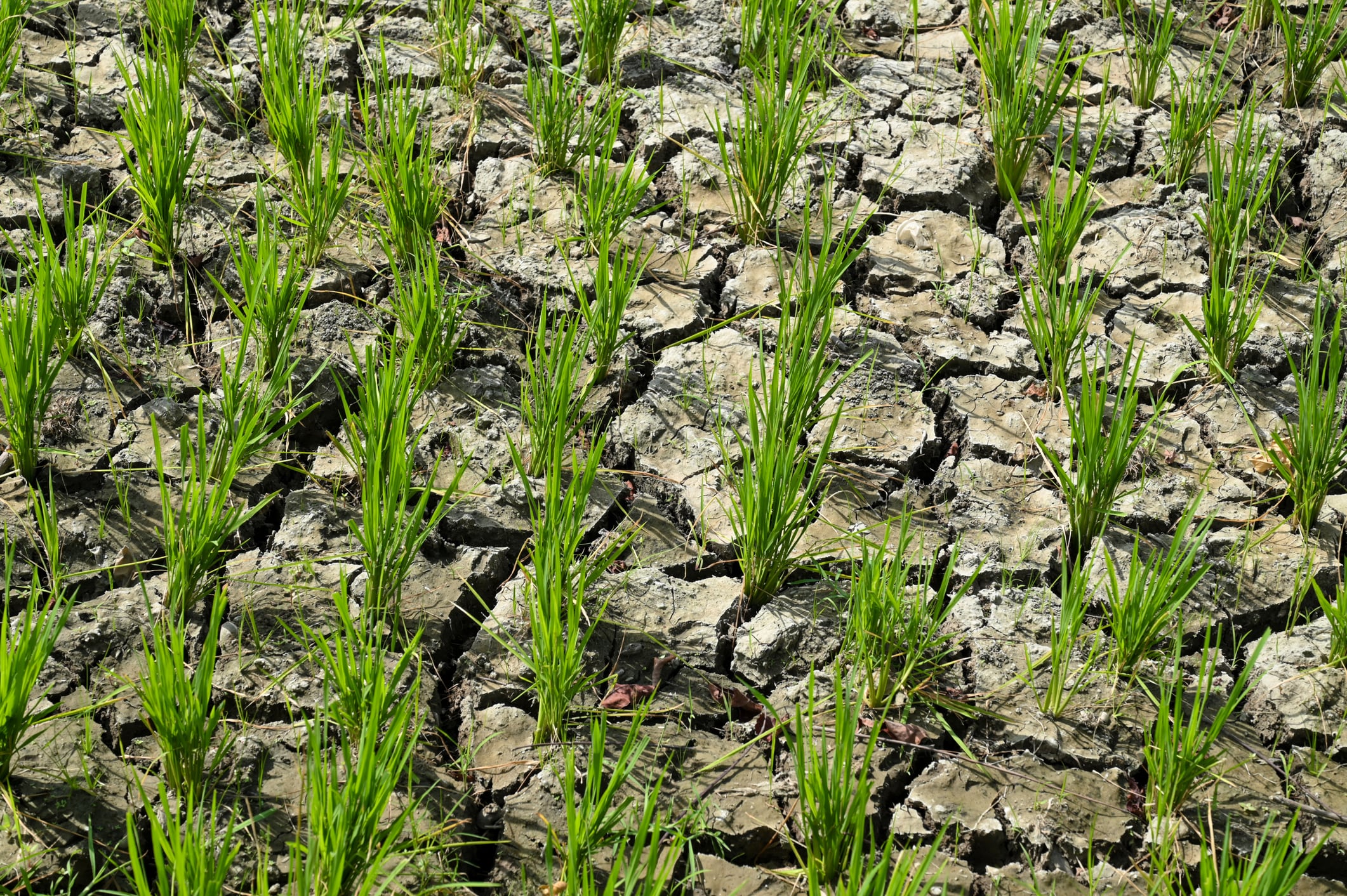Drought Season in Rice Plants