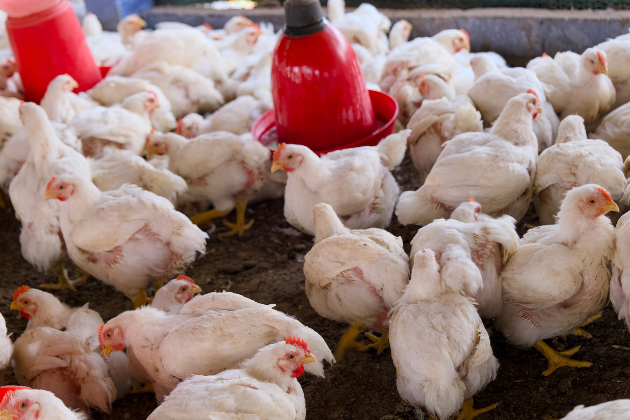 White chickens gather in a spacious poultry farm, highlighting sustainable farming practices and animal care in action.