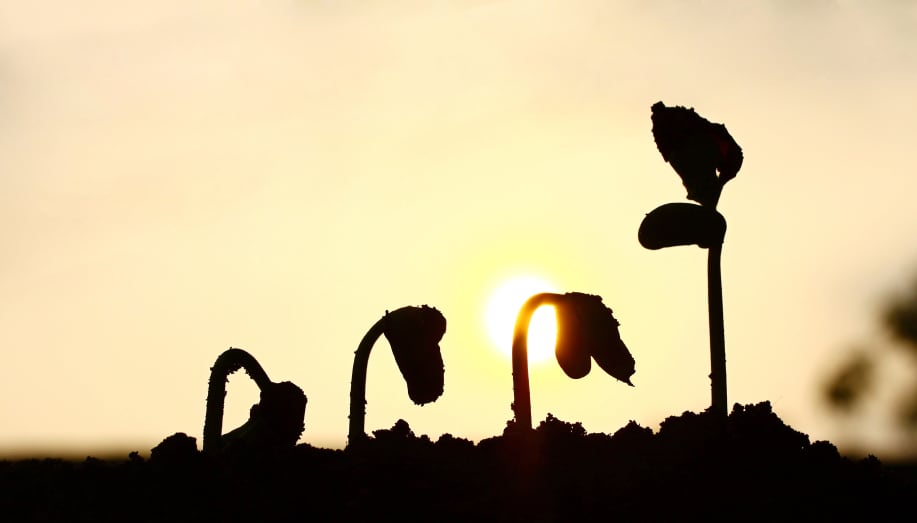 Plant_growth_sustainability_istock.jpg
