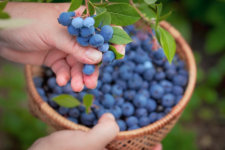 Blueberry boom: On-trend flavour finding favour in Asia from BBQ sauce to pizza and moon cake