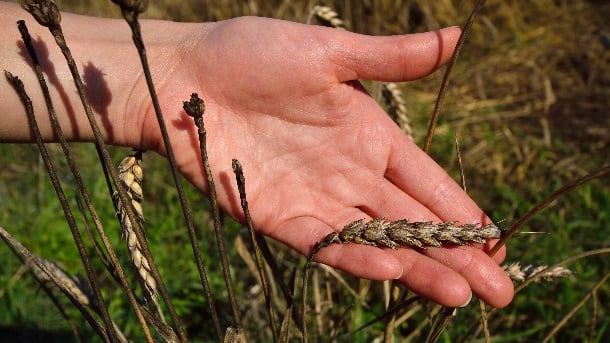 wheat-disease-Geo-grafika.jpg