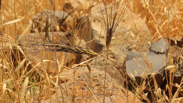 Wild-wheat.jpg