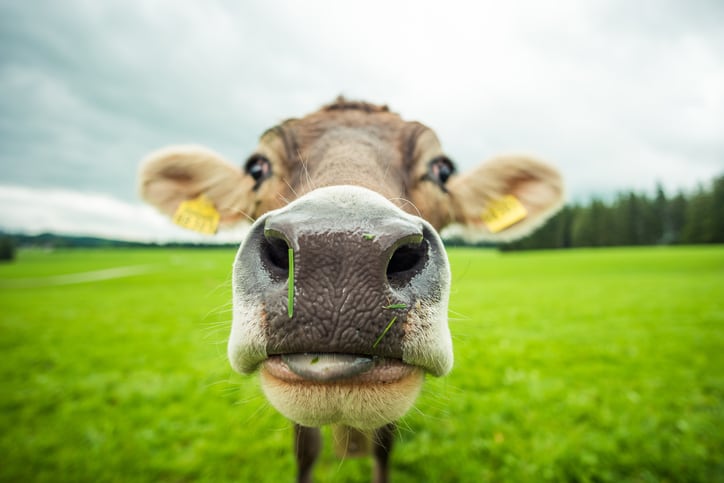 US-Cow-with-atypical-BSE-detected-limited-feed-contamination-concern.jpg
