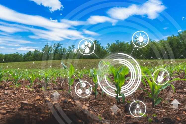 Sustainable-agriculture-corn-Iamyai.jpg