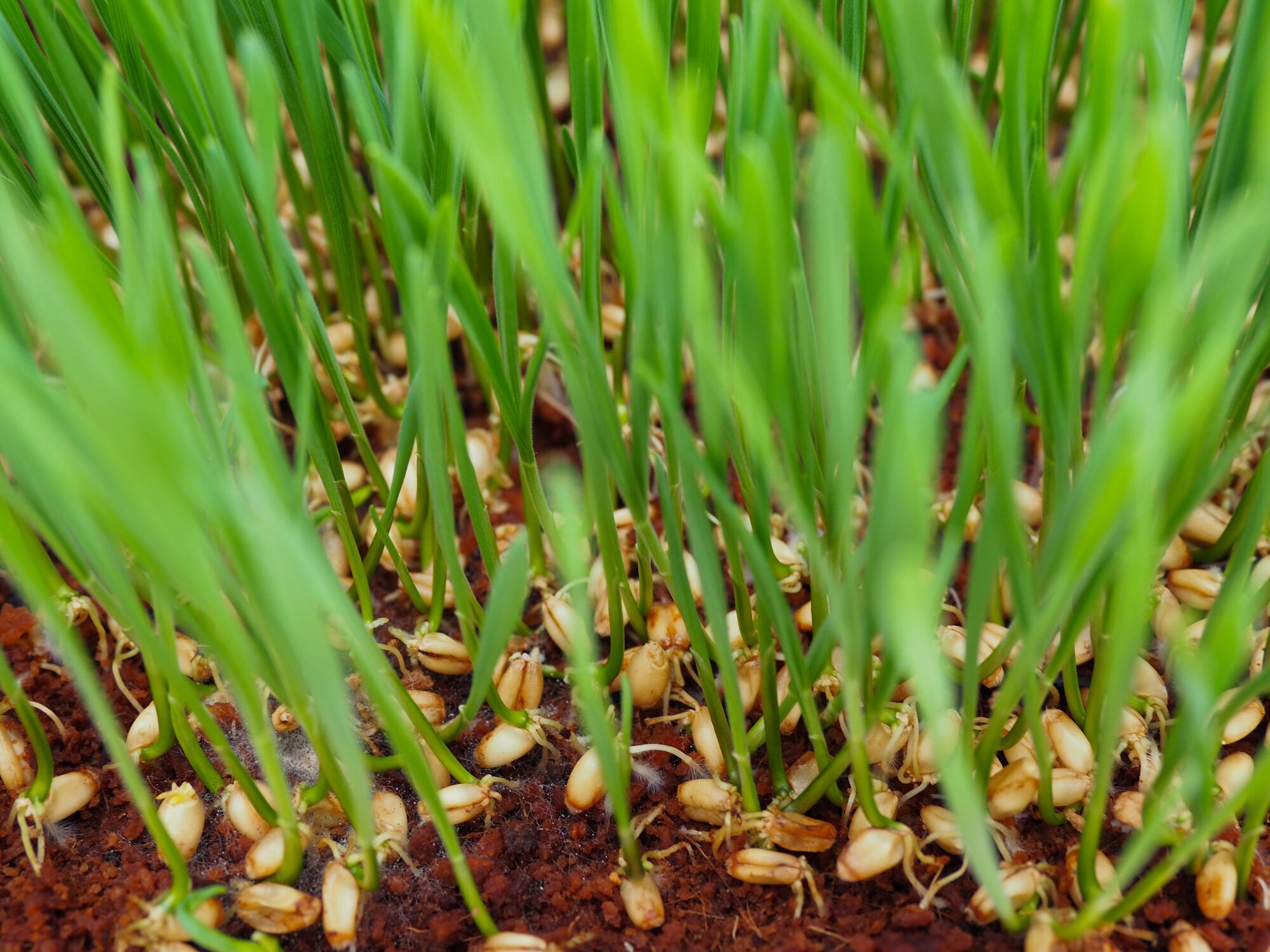 Wheat seedlings sprouting in the soil