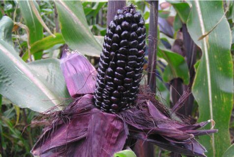 Purple-corn-Suntava-husk.jpg