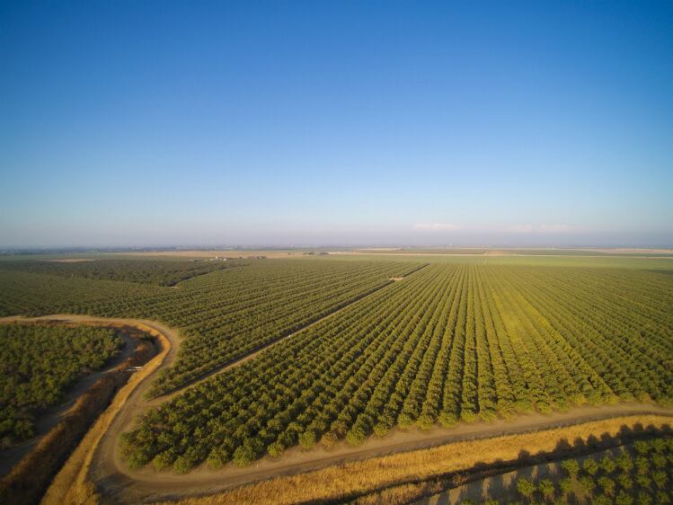 almond-orchard_GettyImages-873853582_alabn.jpg