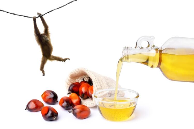 Launch of world’s first carbon-neutral palm oil