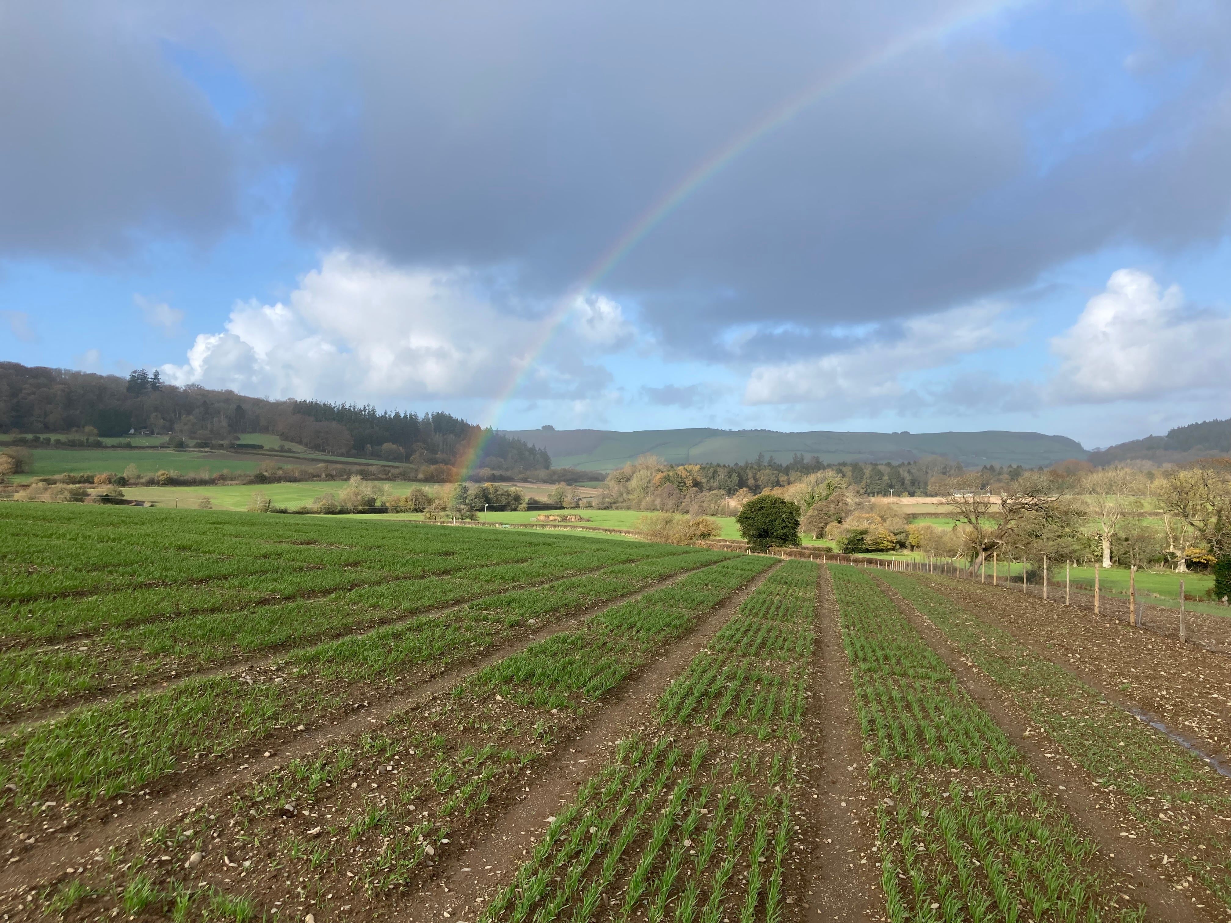 A field of oats grown by the IBERS research team at Gogerddan