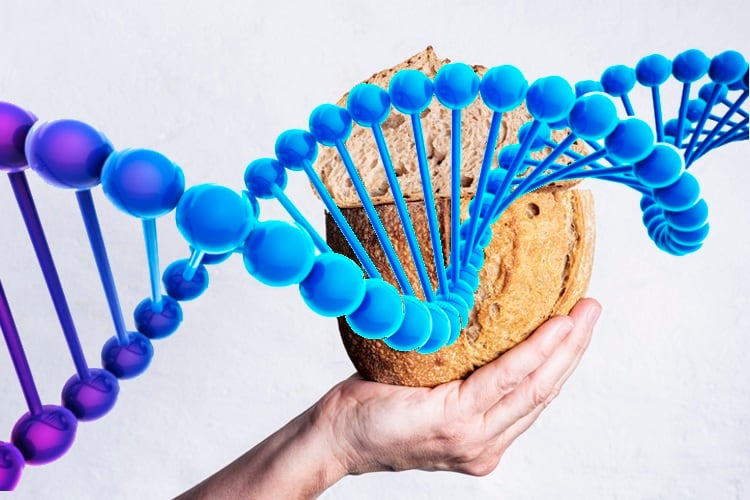 Ancient grain’s 5.2 billion letter genome holds the secret to making climate-smart bread