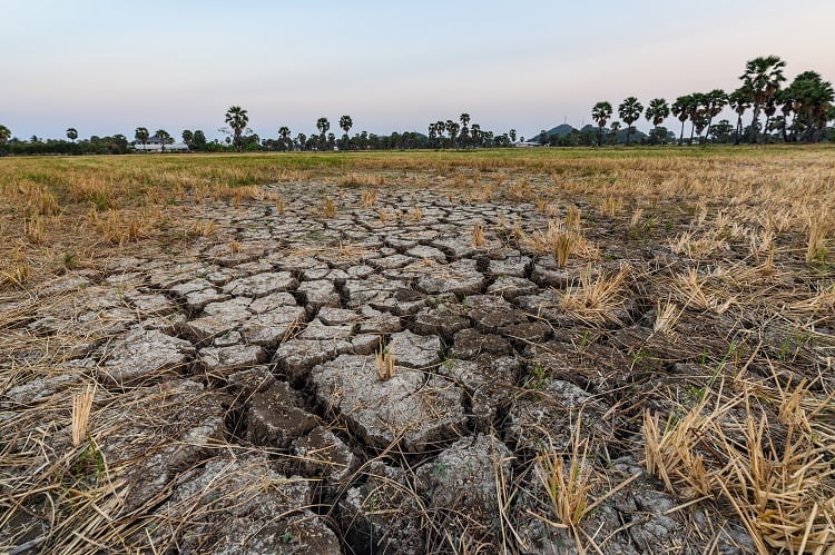 Climate-change-stinging-food-commodity-prices.jpg