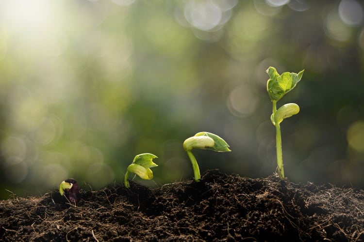 GettyImages-Young-plants-growing-Love-the-Wind.jpg