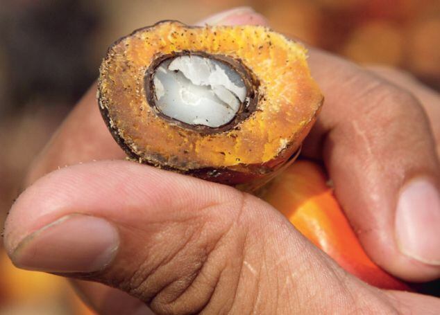 Palm-oil-WWF.jpg
