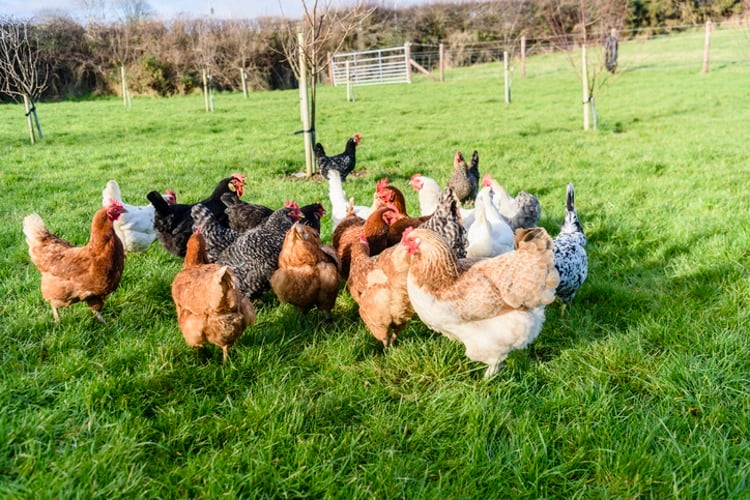 Flockdown is over: what this means for food producers